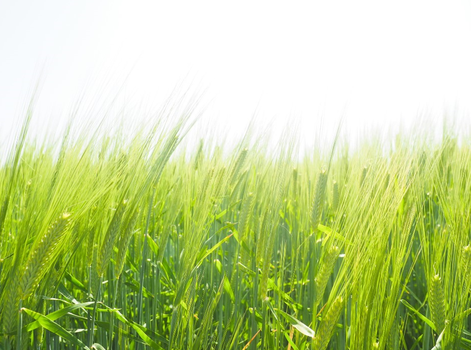 Barley powder